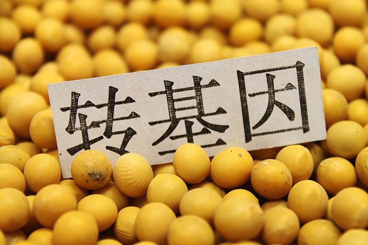 食品轉(zhuǎn)基因檢測.jpg